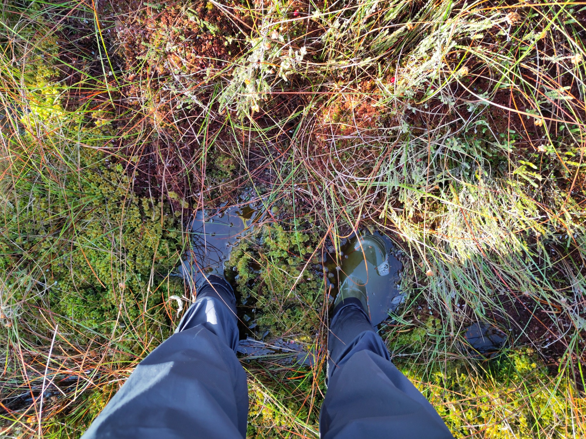 Bissendorfer Moor (Foto: Luke Schneider)